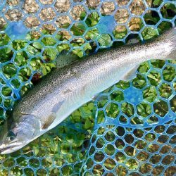 人がいっぱい魚もいっぱい ～高島の泉～